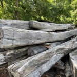 Mystic Seaport Oak