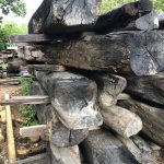 Mystic Seaport Oak