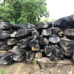 Mystic Seaport Oak
